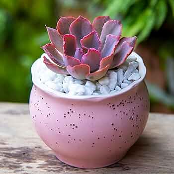 Amazon.co.jp: 植木鉢 陶器鉢 かわいい おしゃれ プランター